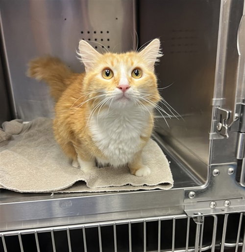 RAINA, Young Domestic Short Hair (medium coat), cat for adoption in Azusa, California