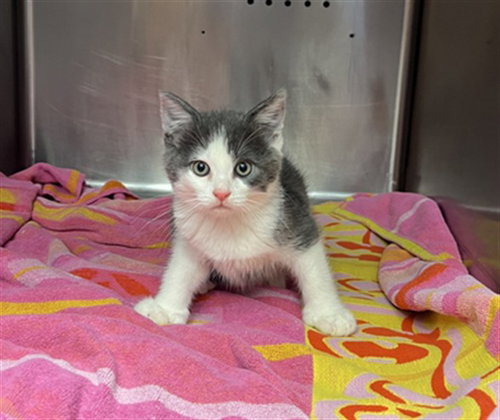 PIGEON, Baby Domestic Short Hair (medium coat), cat for adoption in Azusa, California