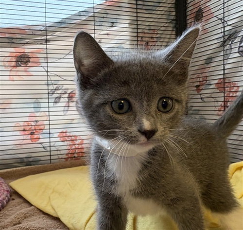 PAMPAS, Baby Domestic Short Hair (medium coat), cat for adoption in Paramount, California