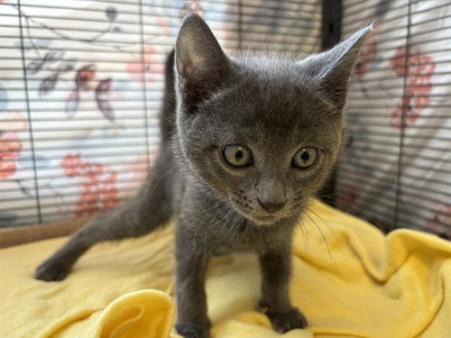 KRISTOFFERSON, Baby Domestic Short Hair (medium coat), cat for adoption in Paramount, California