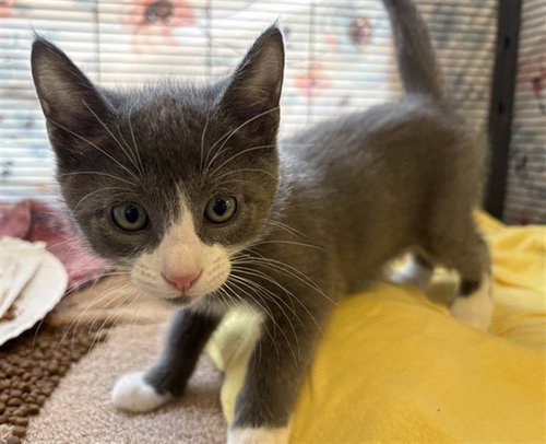 SWIPER, Baby Domestic Short Hair (medium coat), cat for adoption in Paramount, California
