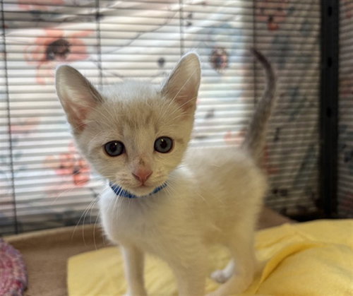 FENNEC, Baby Domestic Short Hair (medium coat), cat for adoption in Paramount, California