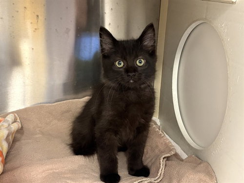SOOT, Baby Domestic Long Hair (medium coat), cat for adoption in Paramount, California