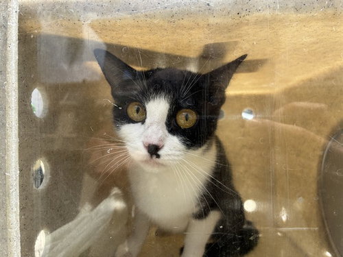 A779314, Adult Domestic Short Hair (medium coat), cat for adoption in Paramount, California