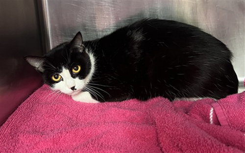 MELINDA, Adult Domestic Short Hair (medium coat), cat for adoption in Azusa, California