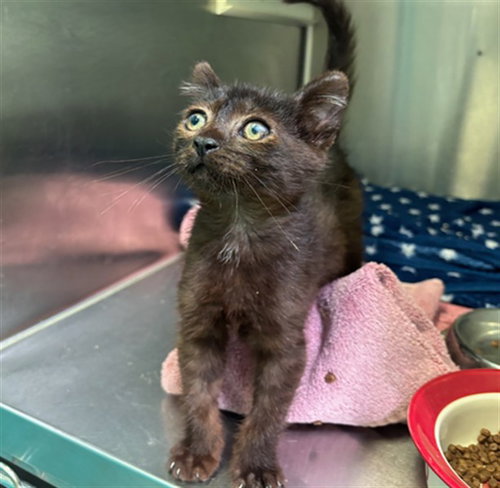 COOPER, Baby Domestic Medium Hair (medium coat), cat for adoption in Upland, California