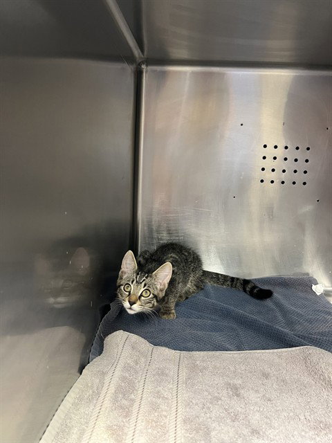 TOULOUSE, Baby Domestic Medium Hair (medium coat), cat for adoption in Diamond Bar, California