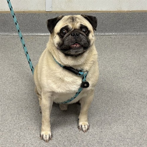 WILBURN — rescue dog of the day