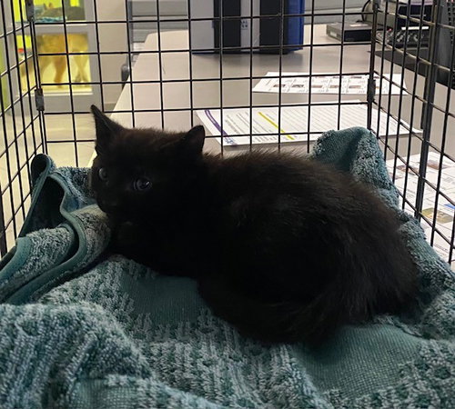UNKNOWN, Adult Domestic Short Hair (medium coat), cat for adoption in Rialto, California