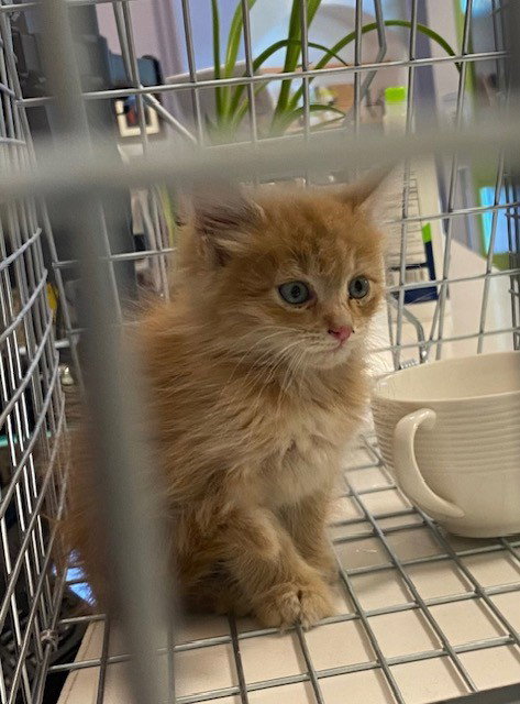 UNKNOWN, Adult Domestic Long Hair (medium coat), cat for adoption in Stanton, California