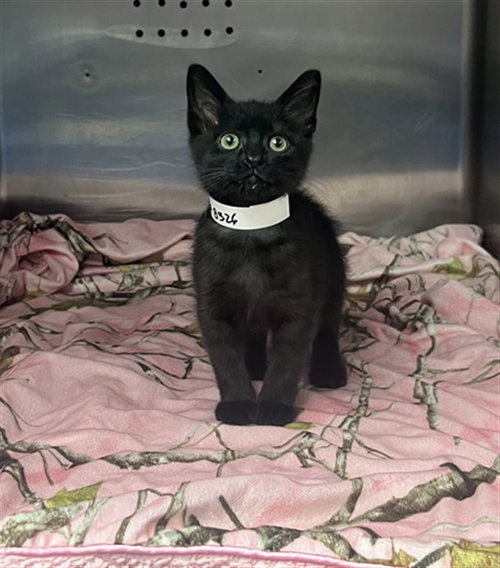 APRIL, Baby Domestic Short Hair (medium coat), cat for adoption in Diamond Bar, California