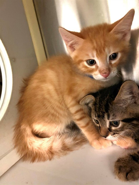 NUGGET, Baby Domestic Short Hair (medium coat), cat for adoption in Diamond Bar, California