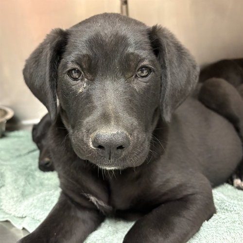 PUPPY 2
