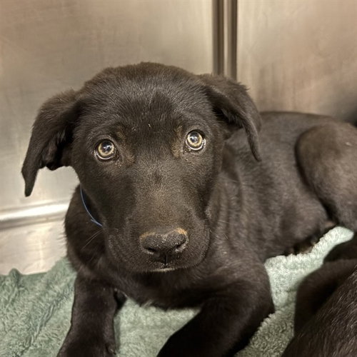 PUPPY 4
