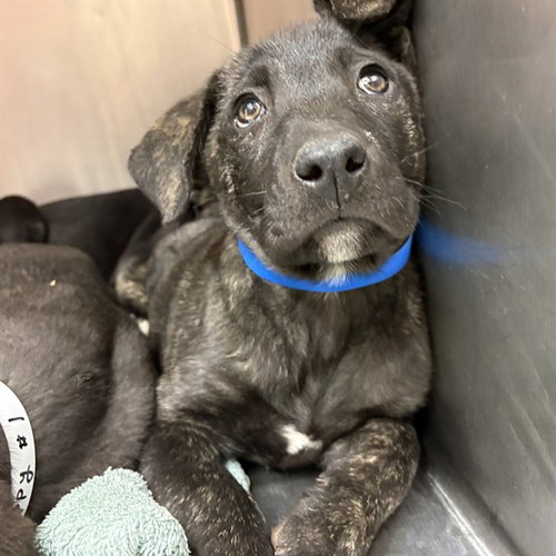 PUPPY 3