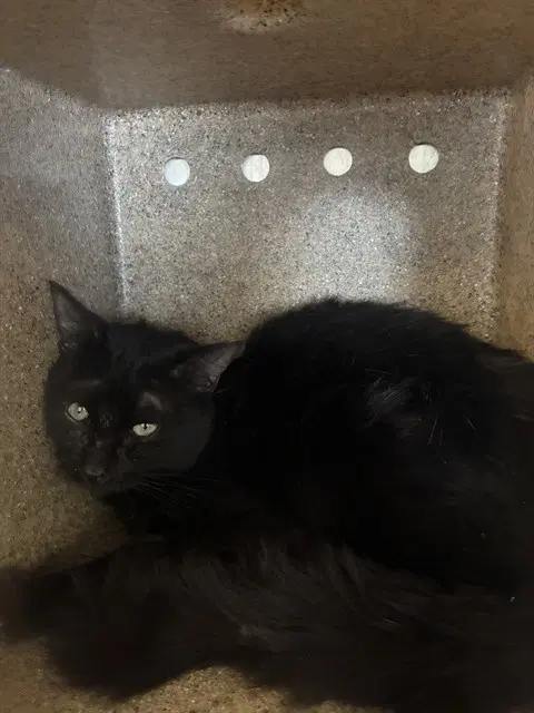 Unknown - Domestic Short Hair