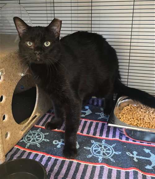 HEMI, a cat for adoption from City of Rancho Cucamonga Animal Shelter