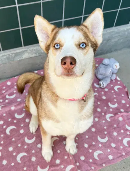 Shiloh - Siberian Husky
