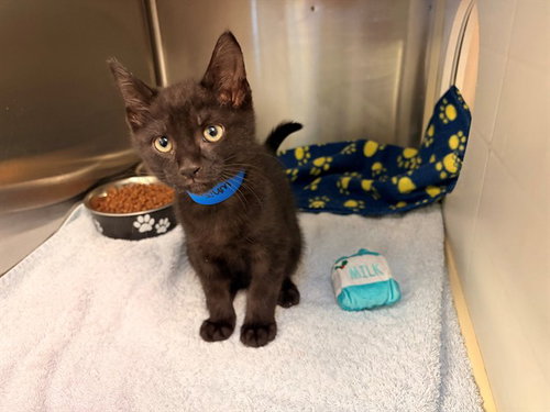 WHISKEY, Baby Domestic Short Hair (medium coat), cat for adoption in Azusa, California