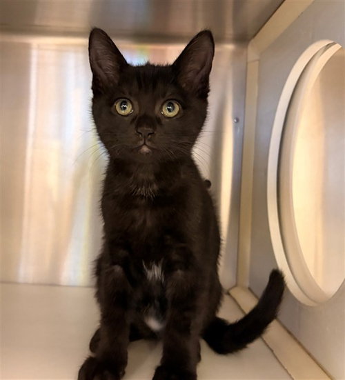 BAILEY, Baby Domestic Short Hair (medium coat), cat for adoption in Azusa, California