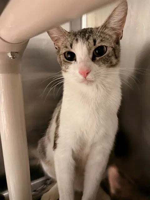 Unknown - Domestic Short Hair