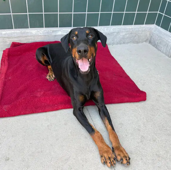 Knox - Doberman Pinscher