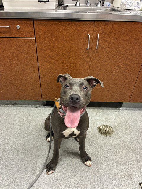 DAISY, an adoptable American Pit Bull Terrier in Rancho Cucamonga, CA