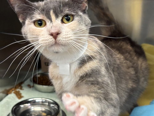 UNKNOWN, Adult Domestic Short Hair (medium coat), cat for adoption in Highland, California