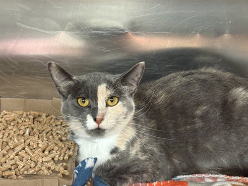 UNKNOWN, Adult Domestic Short Hair (medium coat), cat for adoption in Highland, California