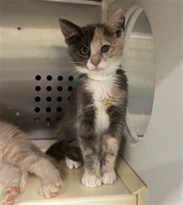 KIM, an adoptable Domestic Short Hair in Rancho Cucamonga, CA