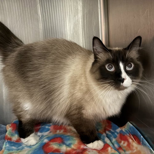 OCEAN, an adoptable Domestic Medium Hair in Rancho Cucamonga, CA