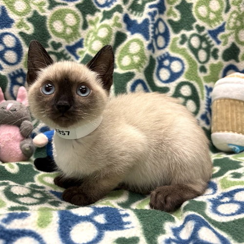 JELLYBEAN