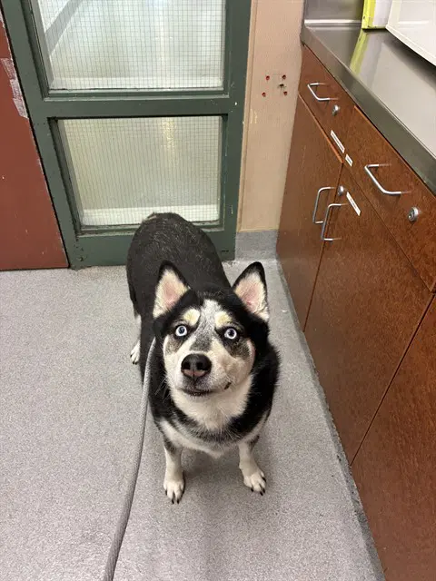 Brooklyn - Siberian Husky