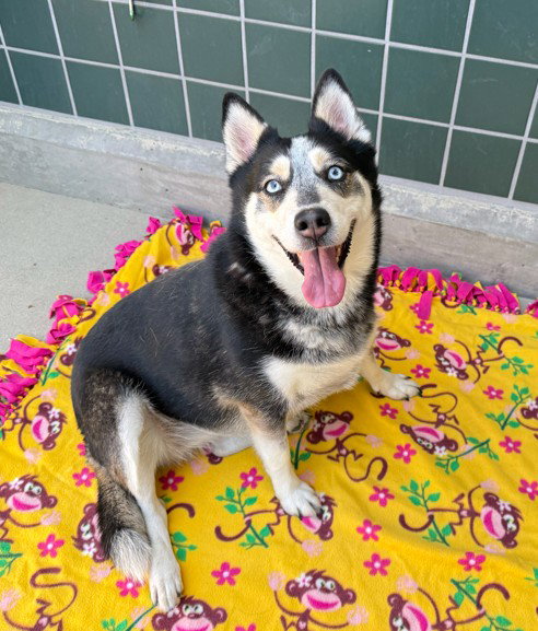 BROOKLYN, a dog for adoption from City of Rancho Cucamonga Animal Shelter
