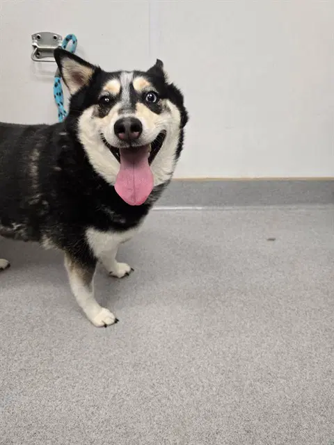 Bear - Siberian Husky