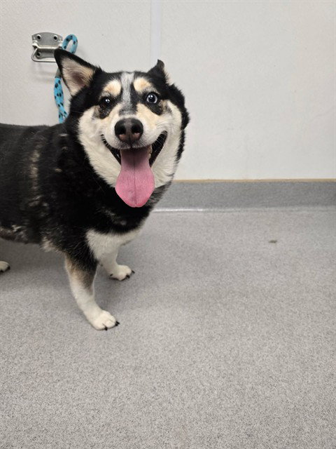 BEAR, an adoptable Siberian Husky in Rancho Cucamonga, CA