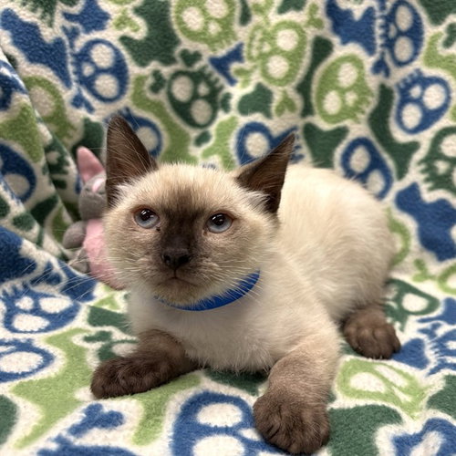 HONEYBUN, Baby Domestic Short Hair (medium coat), cat for adoption in Upland, California