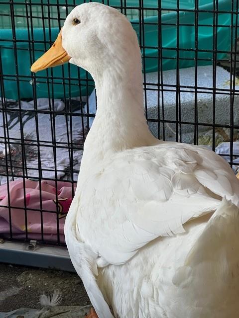 AFLAC Image