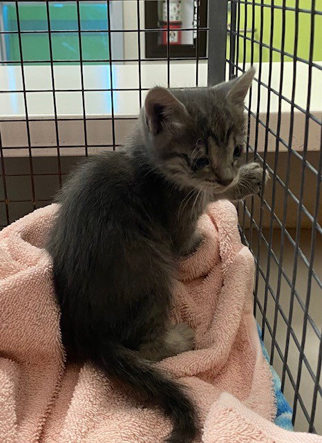 UNKNOWN, Adult Domestic Short Hair (medium coat), cat for adoption in Highland, California