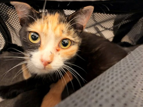 COCO CHANEL, Young Domestic Short Hair (medium coat), cat for adoption in Ontario, California