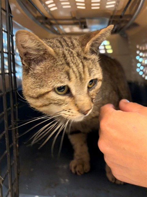 LITTLE BOY, Adult Domestic Short Hair (medium coat), cat for adoption in Ontario, California