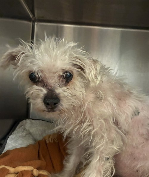 JUBEEZ, an adoptable Cairn Terrier in Rancho Cucamonga, CA