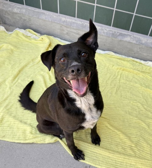 TILLY, a dog for adoption from City of Rancho Cucamonga Animal Shelter