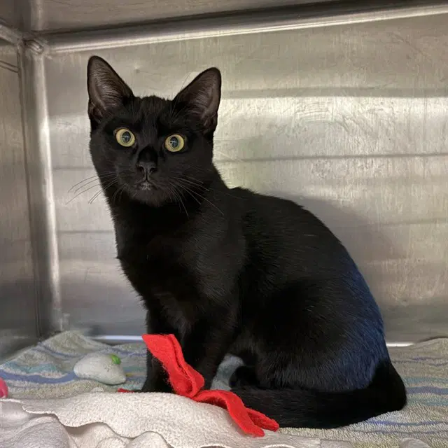 Mavis - Domestic Medium Hair