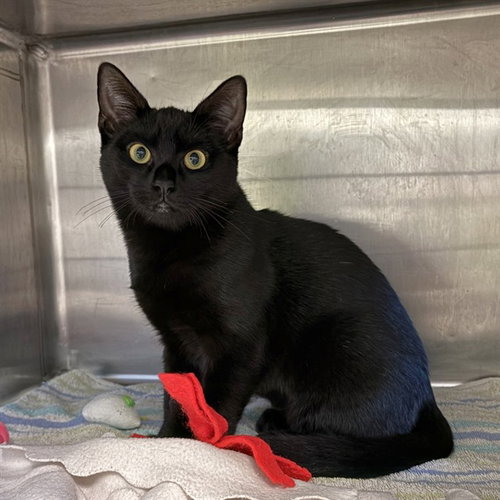 MAVIS, a cat for adoption from City of Rancho Cucamonga Animal Shelter