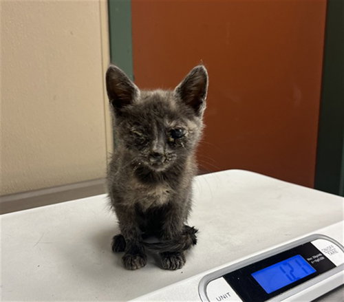 UNKNOWN, an adoptable Domestic Short Hair in Rancho Cucamonga, CA