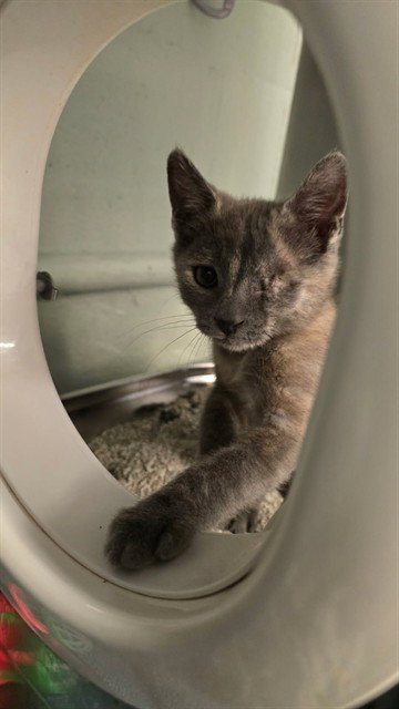 AMELIA - Domestic Short Hair available for adoption
