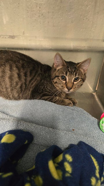 picture of the cat needing adoption