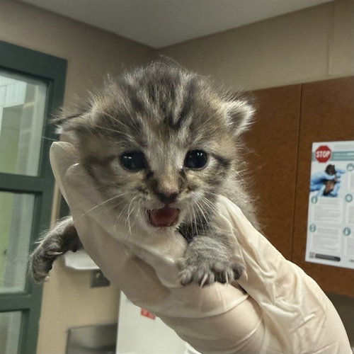 MISO, an adoptable Domestic Short Hair in Rancho Cucamonga, CA