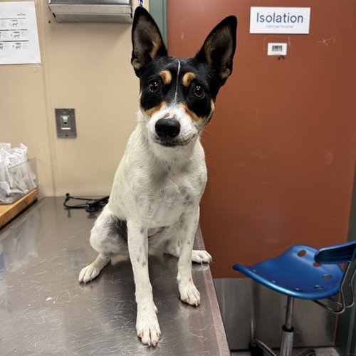 UNKNOWN, an adoptable Rat Terrier in Rancho Cucamonga, CA